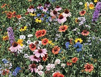 Wild Flower Mixes