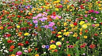 Natural Wildflower Mix