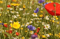 Buy Wildflower Seed Mix